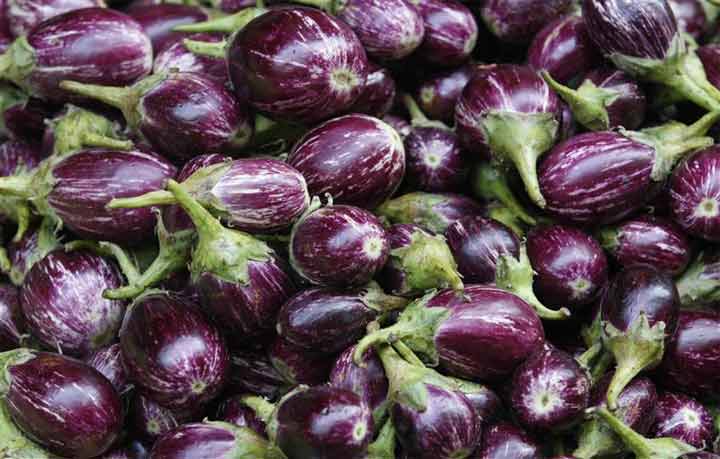 Is Bt Brinjal is poisonous or nutritious?