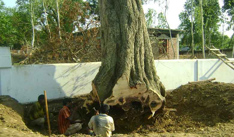 অনুমতি ছাড়াই ১৫টি গাছ বিক্রি করে দিলেন প্রভাবশালী