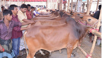 Indian restriction gives a boost to cattle rearing locally