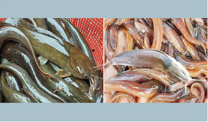 Charges framed against four for importing banned fish to USA