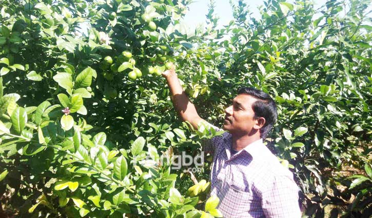 মাল্টা ও লেবুতে মোসলেমের বছরে অর্ধকোটি টাকা আয়