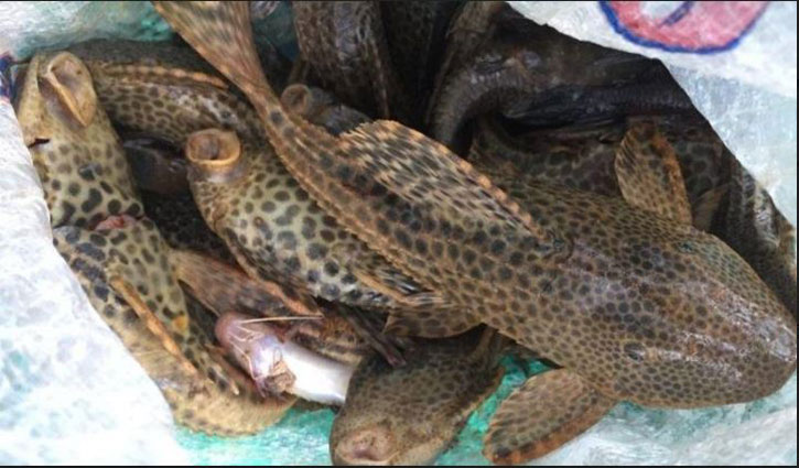 Harmful catfish found at BAU