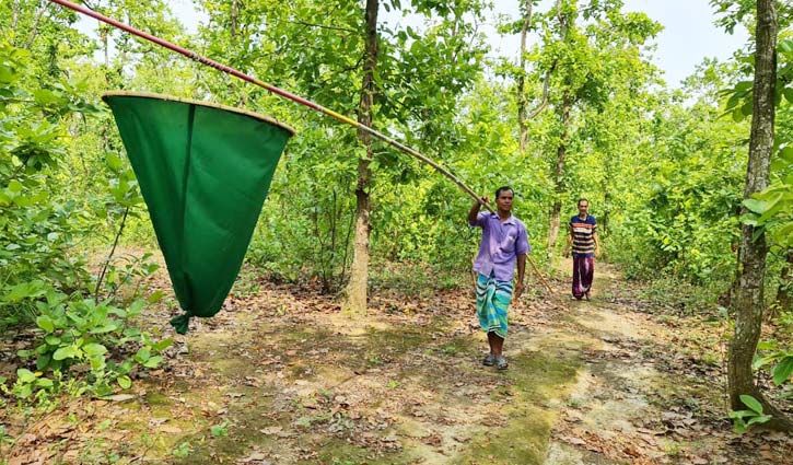 লাল পিঁপড়ার ডিমে চলে ৪০ পরিবার  