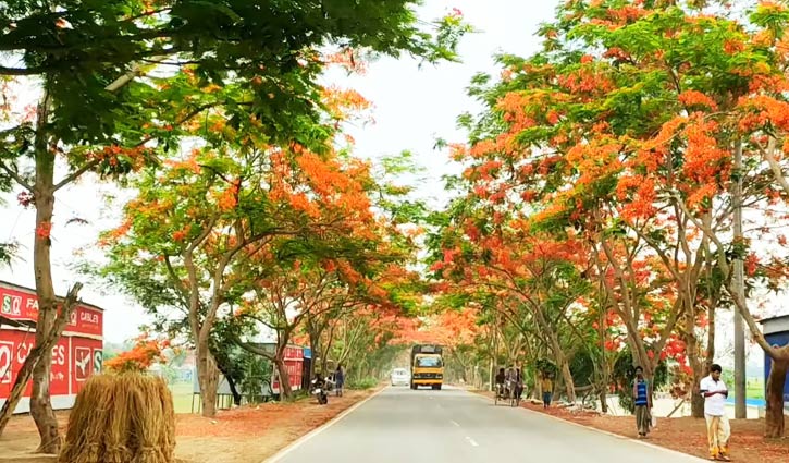 দৌলতদিয়ায় যাত্রীদের স্বাগত জানাচ্ছে লাল কৃষ্ণচূড়া