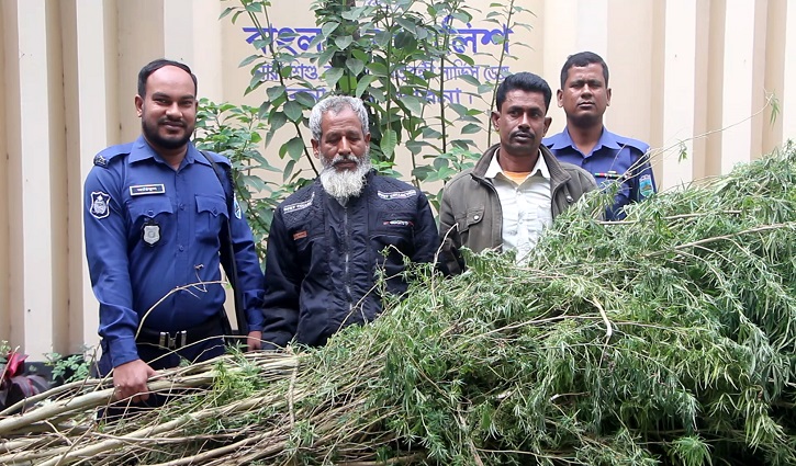 বাড়ির আঙিনাতেই গাঁজা গাছ, ইচ্ছে ছিল টাকা উপার্জনের