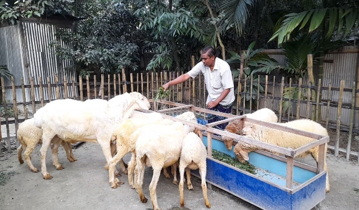 দুম্বা পালন করে স্বাবলম্বী হতে চান গাইবান্ধার জোবায়দুর