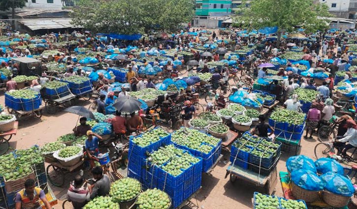 আম্রপালির দাপটে ফজলির দর পতন