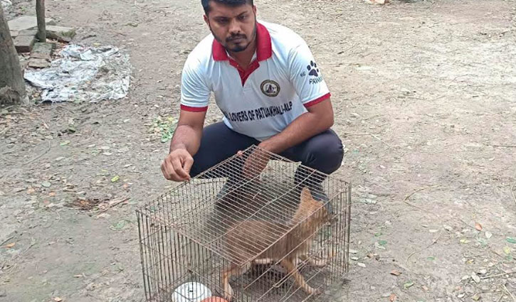 কুয়াকাটায় এক শেয়াল জবাই করে ভোজ, আরেকটি জীবিত উদ্ধার