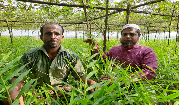 মাচায় শিম, নিচে আদার বাম্পার ফলন