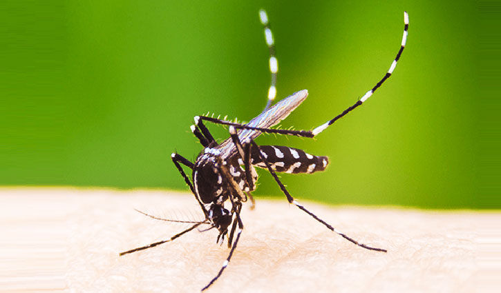 4 more die of dengue, 914 hospitalised