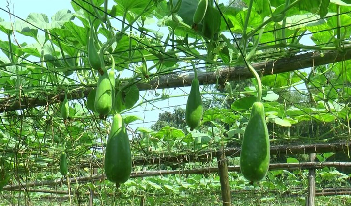 আগাম শীতকালীন সবজি চাষ করে স্বাবলম্বী কৃষক