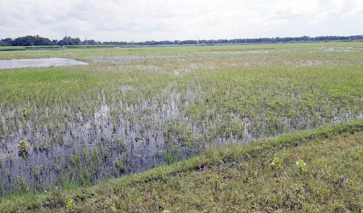 চান্দার বিলের জলাশয় দখল করে মাছ চাষের অভিযোগ