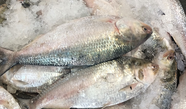 Large quantity of Hilsa being netted after 22-day ban