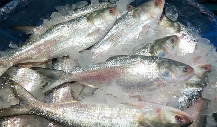 22-day ban on Hilsa fishing to end tonight