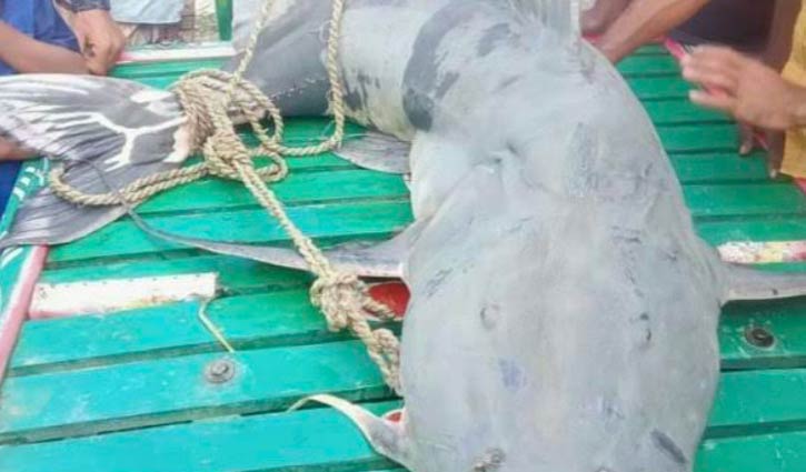 63 kg Baghair fish caught from Jamuna River