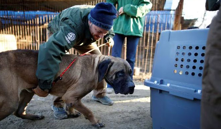 South Korea aims to ban eating dogs