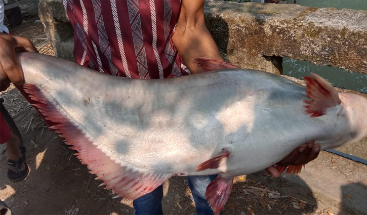 ঝালকাঠির সুগন্ধায় ধরা পড়লো ৮ কেজির পাঙাশ