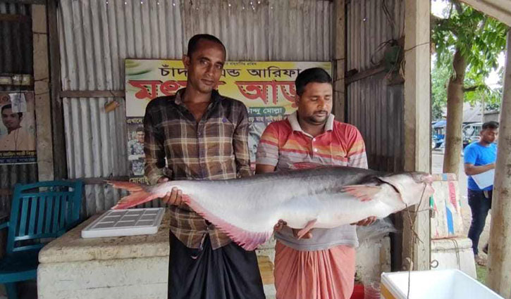 পদ্মার ১৭ কেজির পাঙাশ সাড়ে ২৫ হাজারে বিক্রি