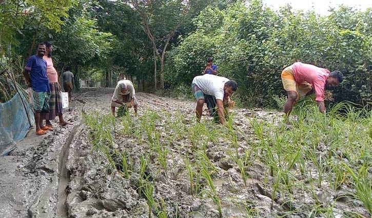 সড়কে ধানের চারা রোপণ করে প্রতিবাদ 