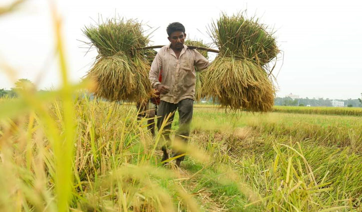 কুমিল্লায় ১ মণ ধানের দামেও শ্রমিক মিলছে না 