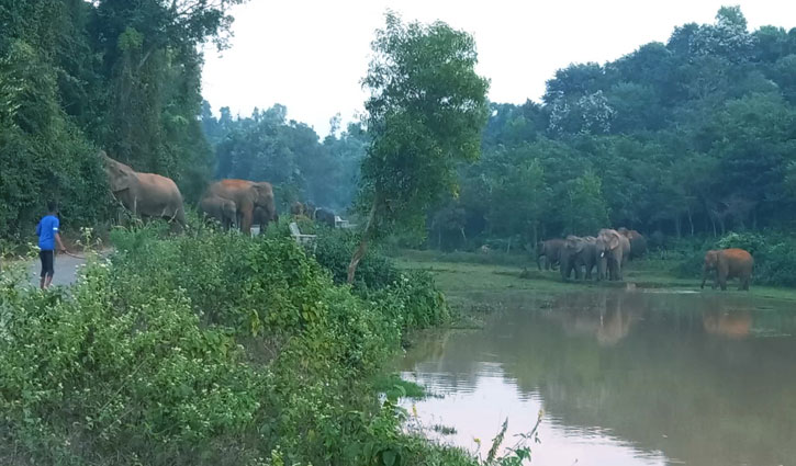 চকরিয়ায় বন্যহাতির আক্রমণে দিনমজুরের মৃত্যু