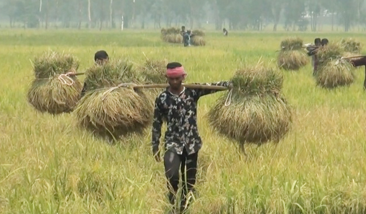 বোরোর বাম্পার ফলনেও হতাশ কৃষক