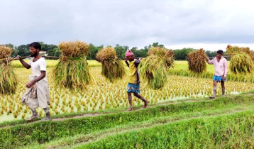 হাওরের প্রায় শতভাগ বোরো ধান কাটা শেষ