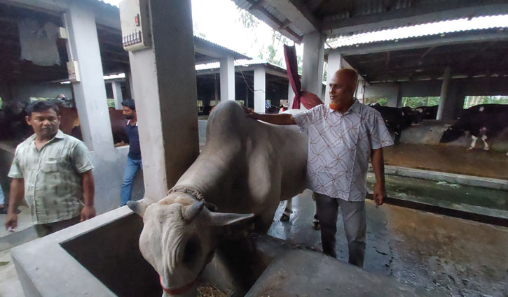 বগুড়ায় কোরবানির জন্য প্রস্তুত প্রায় সাড়ে ৭ লাখ পশু