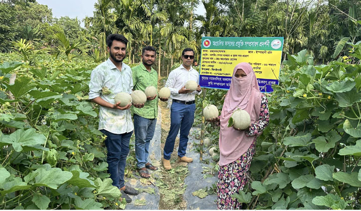 গারো পাহাড়ে রকমেলন চাষ করে সফল আনোয়ার