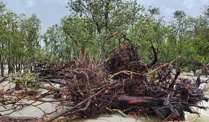 ঘূর্ণিঝড়ে এবারও ঢাল হয়ে দাঁড়ালো সুন্দরবন