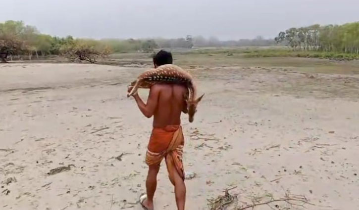 Damage of Sundarbans becoming visible, wild animals found dead