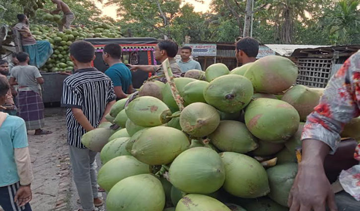 গাছ থেকে ৫০ টাকায় কেনা ডাব শহরে বিক্রি হচ্ছে ১৫০ টাকায়