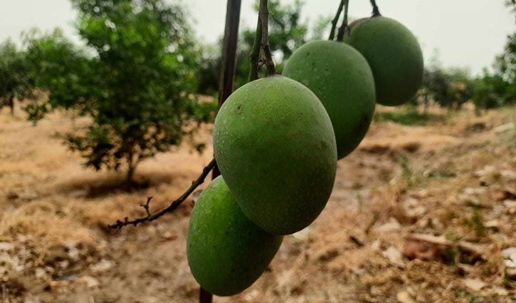 চাঁপাইনবাবগঞ্জের আম এবার যখনই পাকবে তখনই বাজারে উঠবে