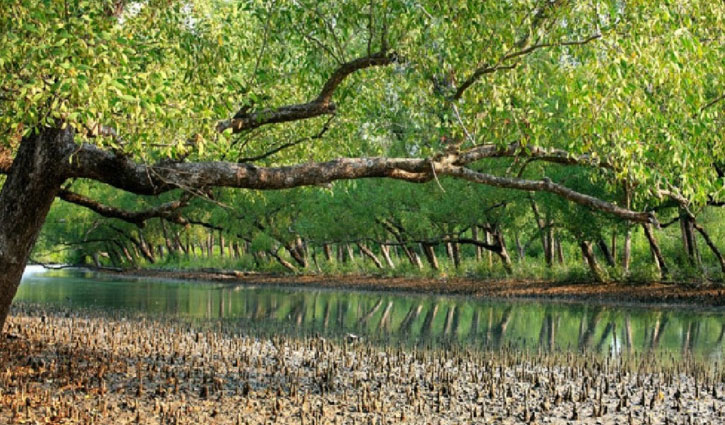 সুন্দরবন থেকে আরও ১৫ হরিণের মৃতদেহ উদ্ধার