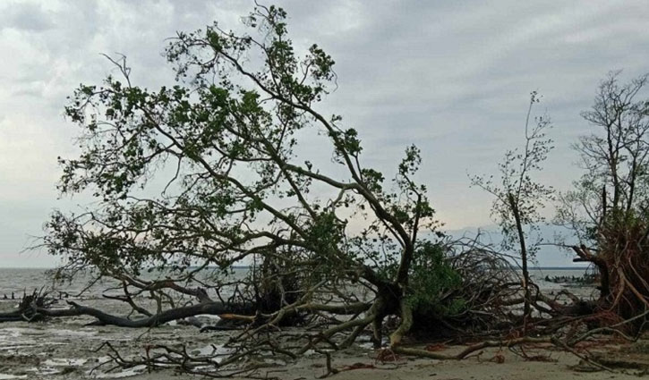 ঘূর্ণিঝড় রেমাল: সুন্দরবনে মৃত প্রাণীর সংখ্যা বেড়ে ১৩১