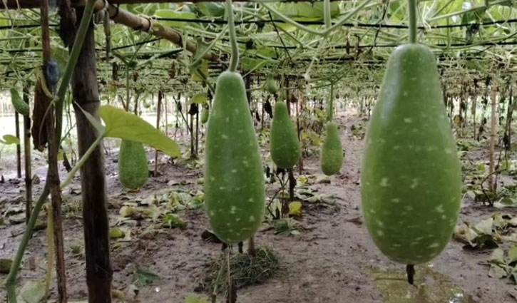 সোহাগের গ্রীষ্মকালীন লাউয়ের ক্ষেত নজর কাড়ছে মানুষের