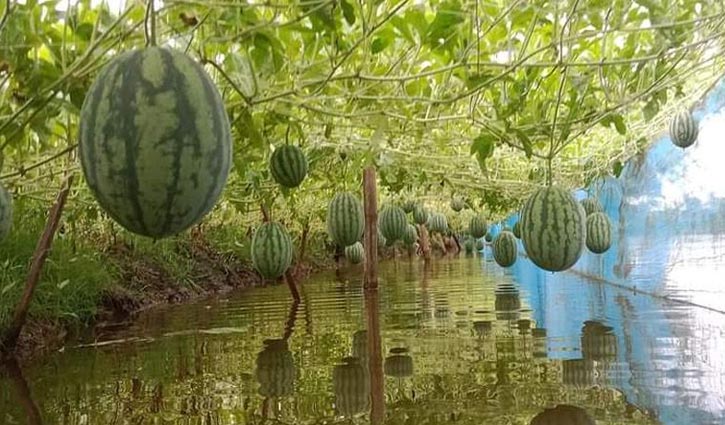 গোপালগঞ্জে ঘেরের আইলে অসময়ে তরমুজ চাষে লাভবান কৃষক