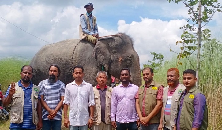 নির্যাতিত আরেক‌টি হাতি উদ্ধার, মাহুত আটক