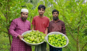 পেয়ারার সঙ্গে লেবু চাষে সফল কৃষক সানু মিয়া