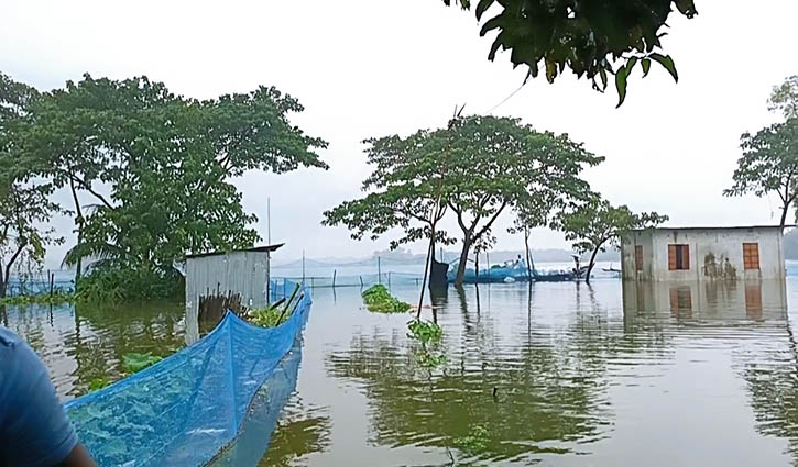 চাঁদপুরে বন্যায় ভেসে গেছে ১৬ কোটি টাকার মাছ