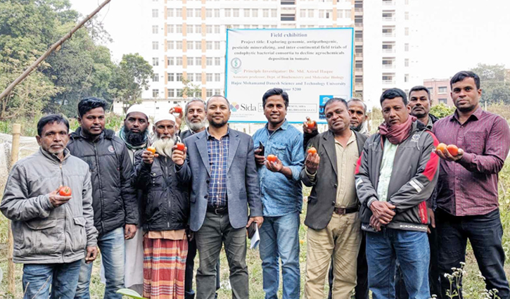 হাবিপ্রবির কীটনাশক মুক্ত টমেটো চাষে আগ্রহী কৃষকরা