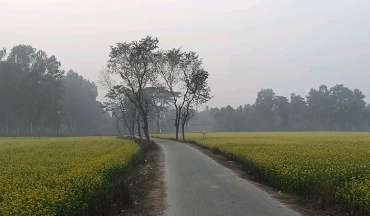 ঠাকুরগাঁওয়ে সরিষার আবাদ বেড়েছে, ফলনে হতাশা