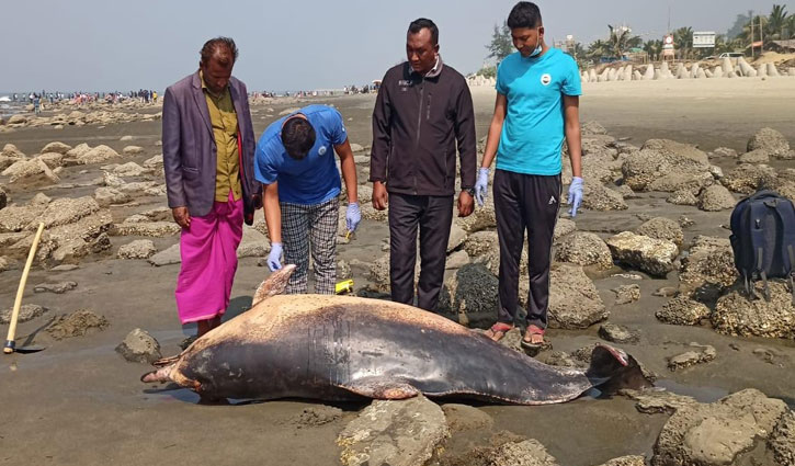 Two dead dolphins found on Inani beach 