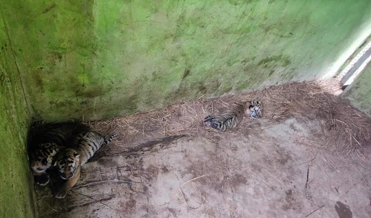 চট্টগ্রাম চিড়িয়াখানায় বাইডেন-জয়া দম্পতির ঘরে নতুন ৩ অতিথি 