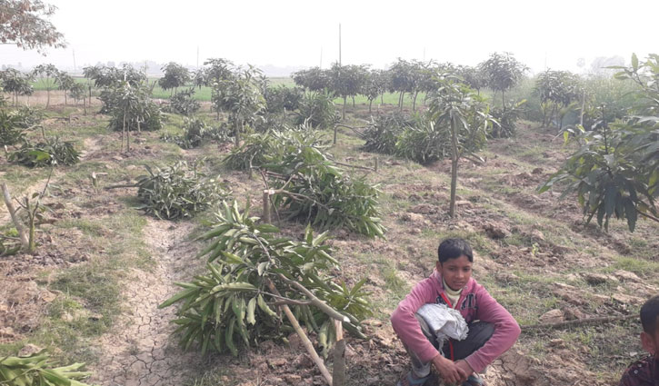 রাজশাহীতে ৬০টি আম-লিচু গাছ কেটে ফেলল দুর্বৃত্তরা