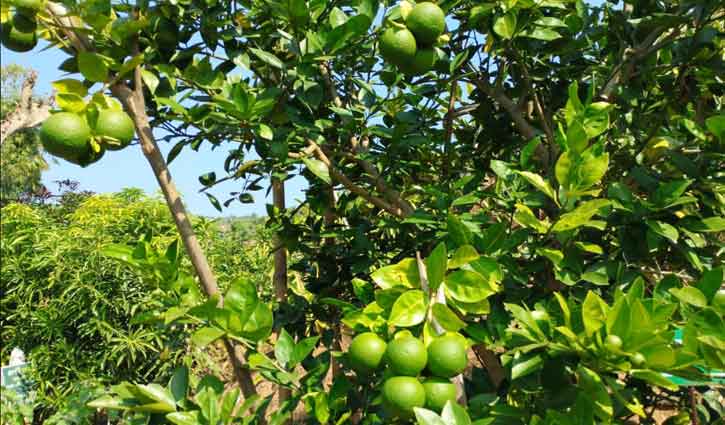 পাহাড়ে কমে যাচ্ছে জুমচাষ, হচ্ছে ফলের বাগান