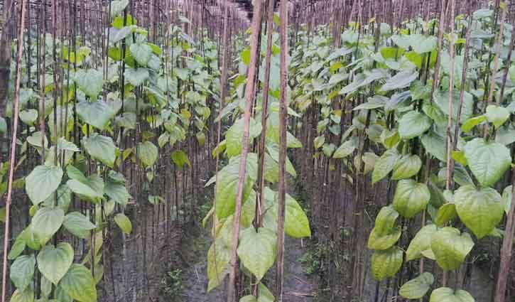 পানের ভালো দাম পাওয়া নিয়ে শঙ্কায় চাঁদপুরের চাষিরা