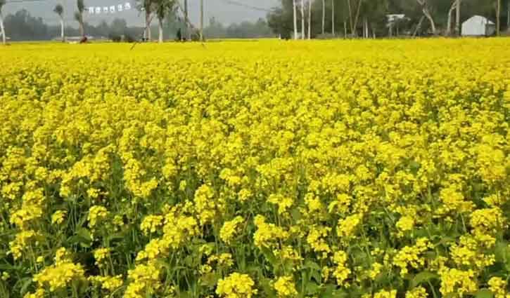 গোপালগঞ্জে ৫৯৮১ হেক্টর জমিতে তেল জাতীয় ফসল আবাদের লক্ষ্যমাত্রা