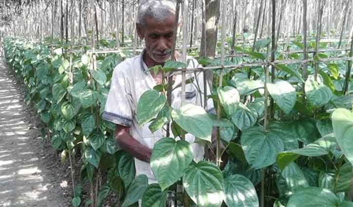 নড়াইলের কয়েক কোটি টাকার পান বিক্রির সম্ভাবনা