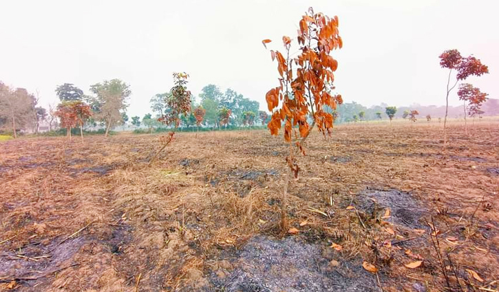 রাবিতে আগাছা পোড়াতে গিয়ে ৩ শতাধিক গাছ ক্ষতিগ্রস্ত